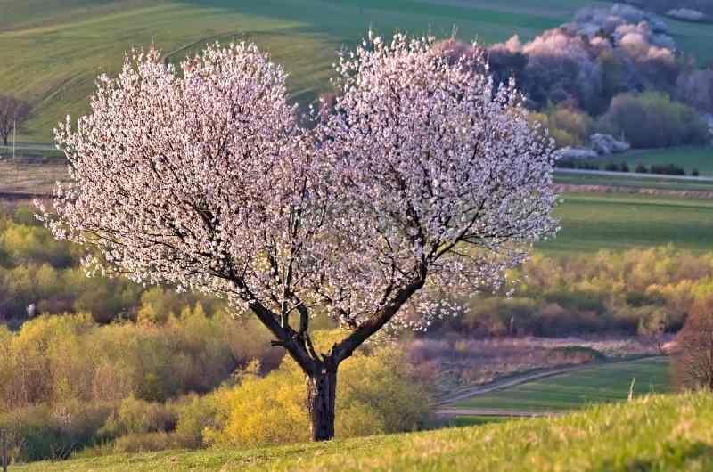 a-tree-nature-heart