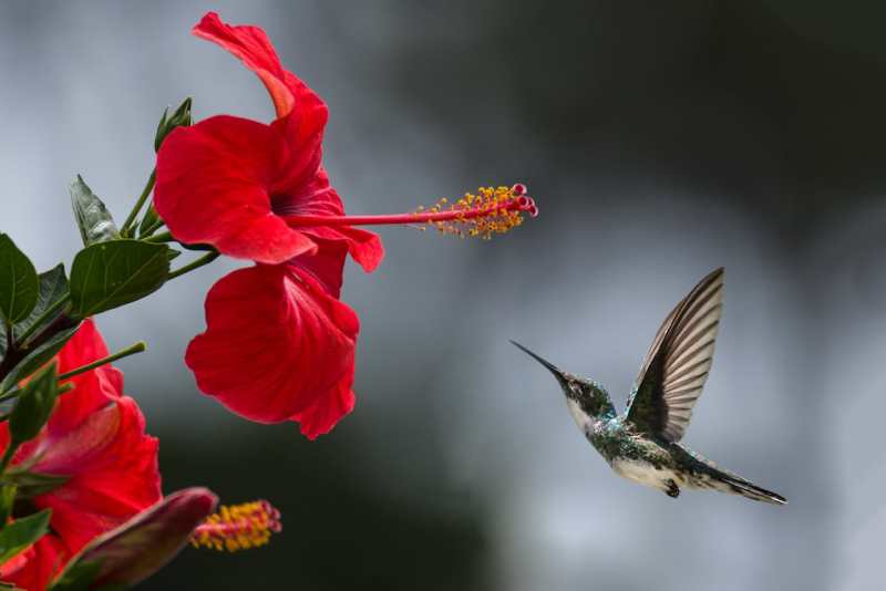 brown-hummingbird