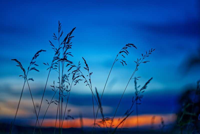 dusk-field