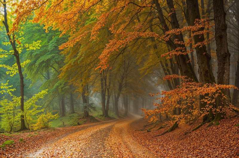 forest-fall-pathway-leaves