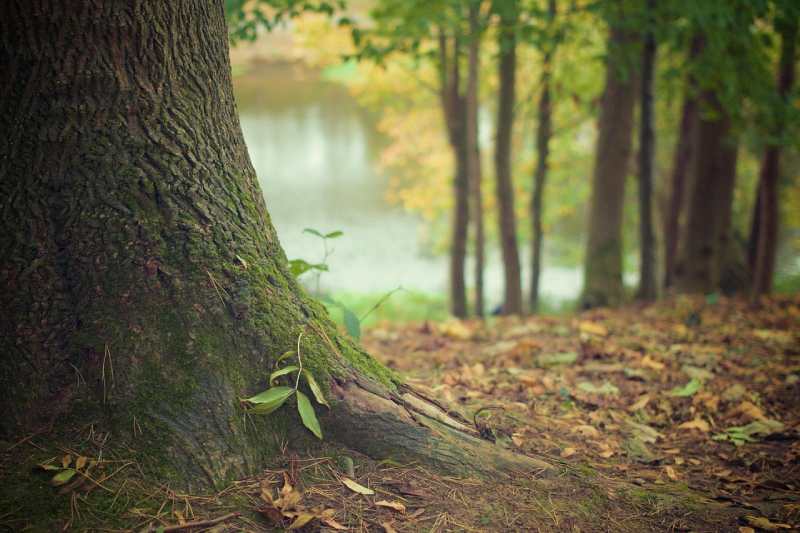 tree-trunk-roots tree-trunk-roots
