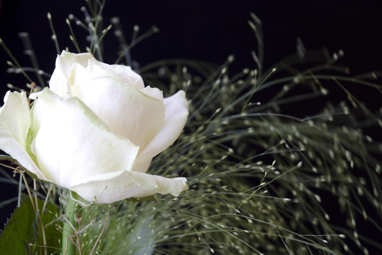 rose-white