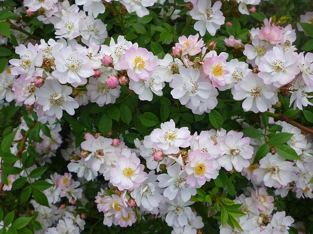 roses
