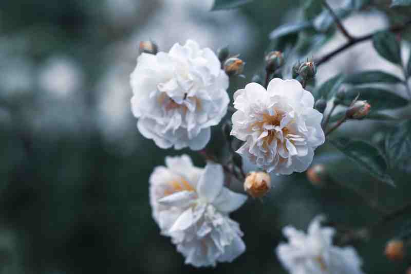 white-flowers