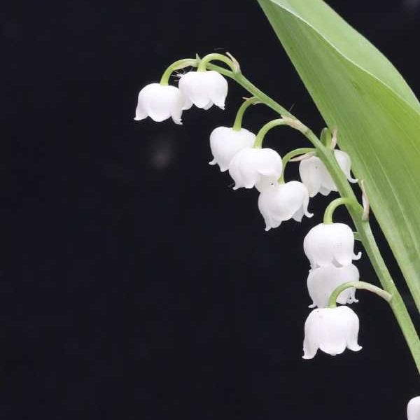 /lily-of-the-valley-flower-bells
