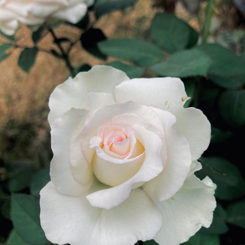 rose-flower-plant rose-flower-plant