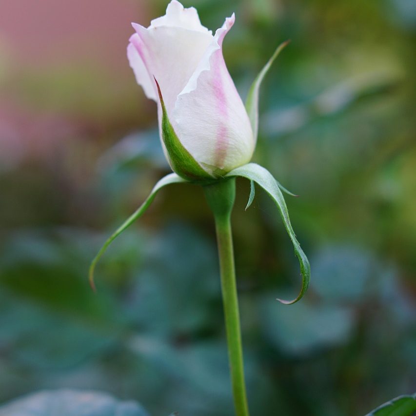 rose-flower rose-flower