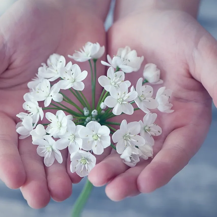 white-flower-holding-in-hand white-flower-holding-in-hand